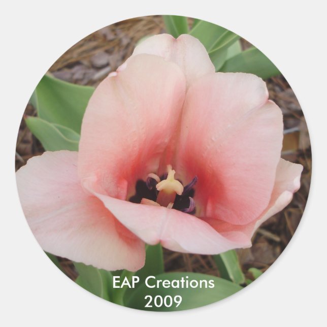 Pink tulip sticker (Front)