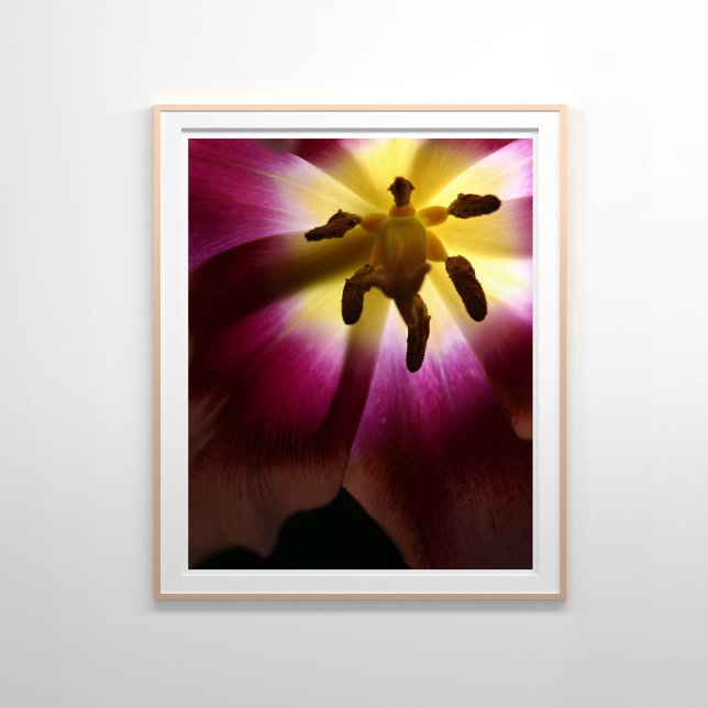 Pink Tulip Still Life Photography Poster (Creator Uploaded)