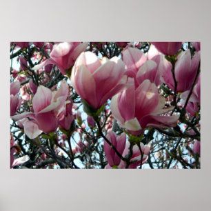 Pink Tulip Tree Blossoms Poster
