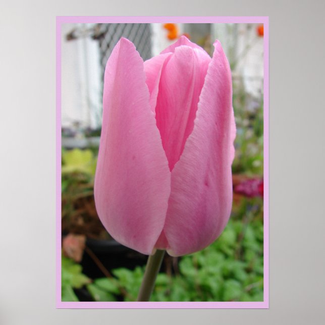 Pink Tulip Tulips Floral Flower Garden Poster (Front)