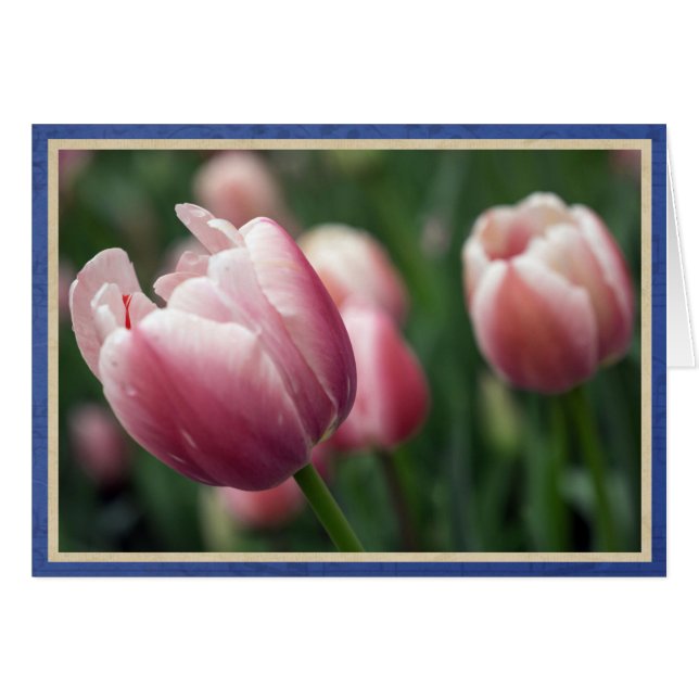 Pink tulips (Front Horizontal)