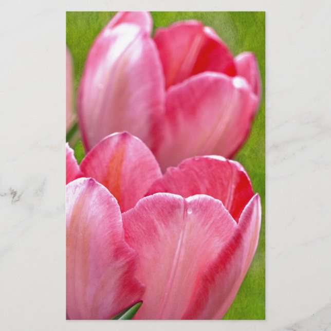 Pink Tulips (Front)