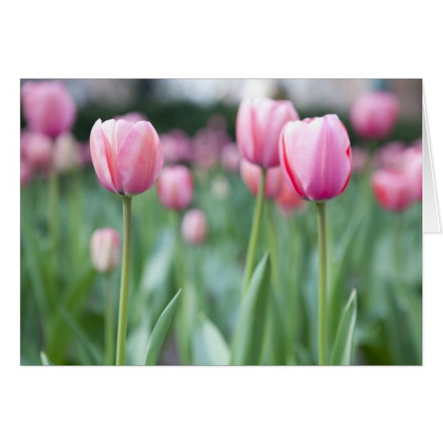 Pink Tulips (Front Horizontal)
