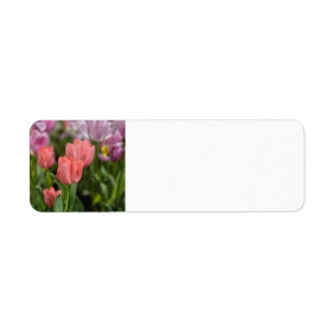 Pink Tulips