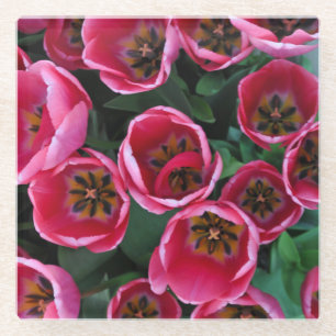 Pink tulips beauty glass coaster