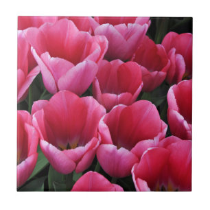 Pink tulips beauty        tile