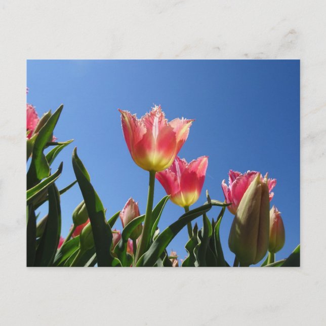 Pink Tulips & Blue Sky DIY Postcard (Front)