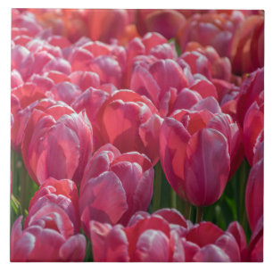 Pink tulips ceramic tile