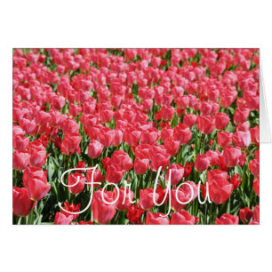 Pink tulips field