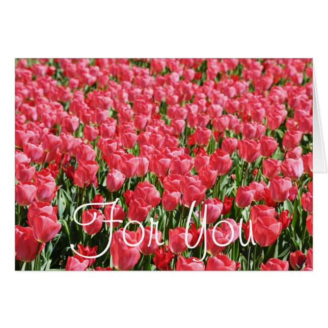 Pink tulips field (Front Horizontal)
