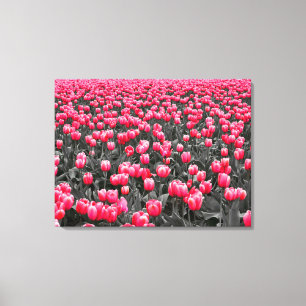 Pink Tulips Field  Canvas Print