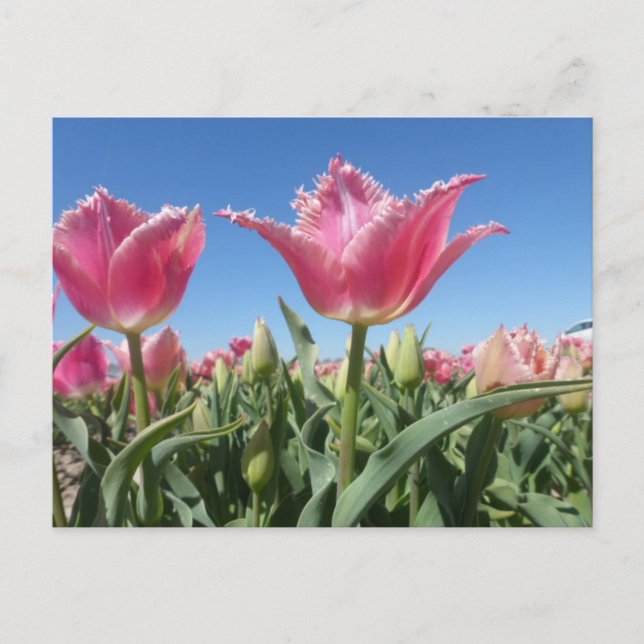 Pink Tulips Field Close Up DIY Postcard (Front)