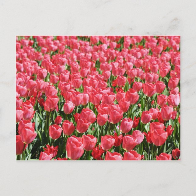 Pink tulips field postcard (Front)