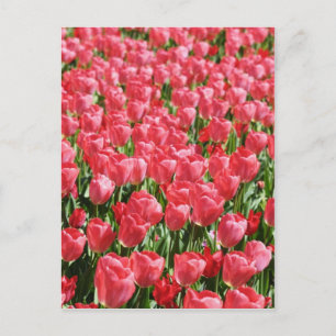 Pink tulips field postcard