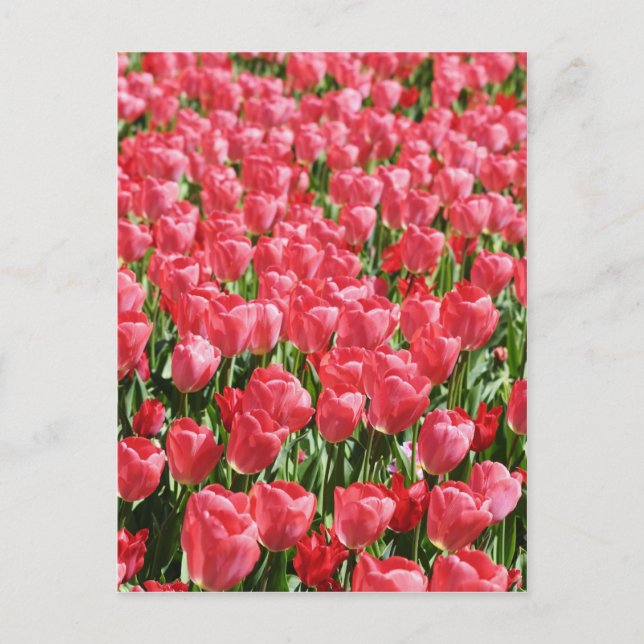 Pink tulips field postcard (Front)