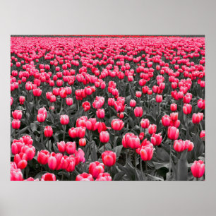 Pink Tulips Field  Poster