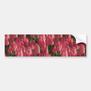 Pink Tulips Floral Bumper Sticker