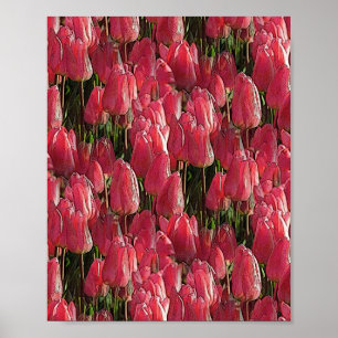 Pink Tulips Floral Poster