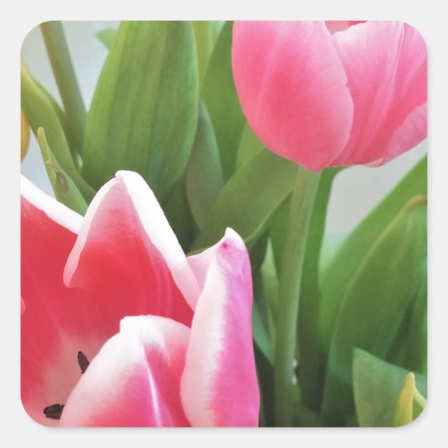 Pink Tulips, Floral Spring Bouquet, Flowers Square Sticker (Front)