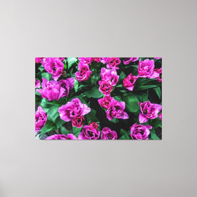Pink tulips flowers canvas print (Front)