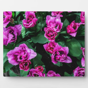 Pink tulips flowers plaque