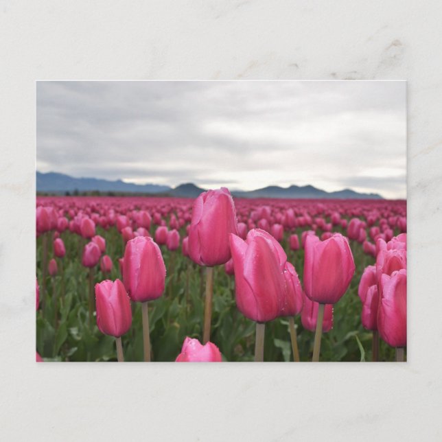 Pink Tulips Flowers  Postcard (Front)