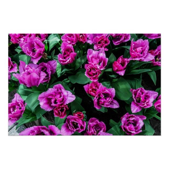 Pink tulips flowers poster (Front)