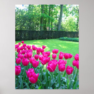 Pink tulips garden poster