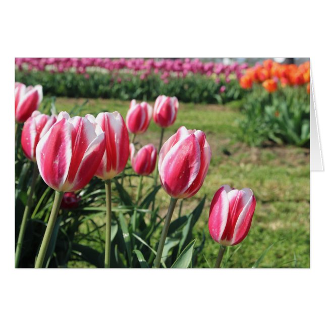 Pink tulips greeting card (Front Horizontal)