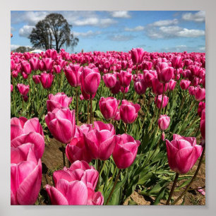 Pink Tulips in a Field, Oregon Poster