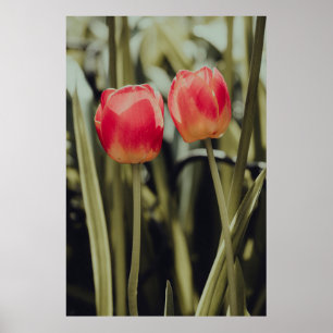 PINK TULIPS IN BLOOM POSTER