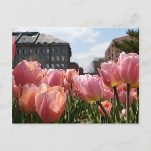 Pink Tulips in Boston Postcard (Front)
