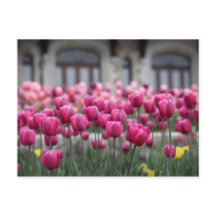 Pink Tulips in Montreal, Canada - Postcard