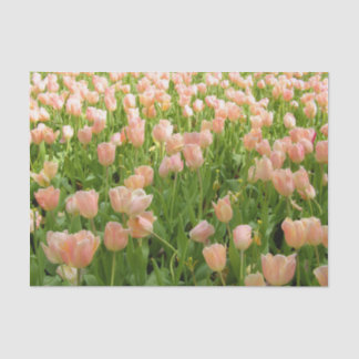 Pink Tulips in Spring Tissue Paper