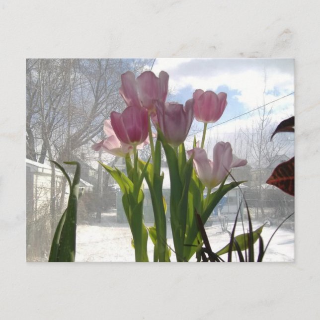 Pink Tulips In The Winter Sun Postcard (Front)