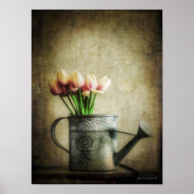 Pink Tulips in Watering Can Poster (Front)