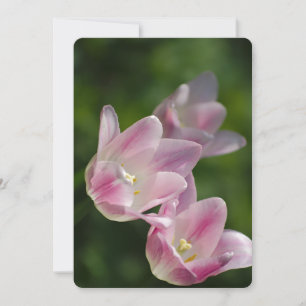 Pink tulips invitation