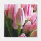 Pink Tulips