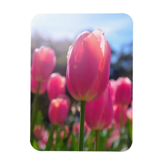 Pink tulips magnet (Vertical)