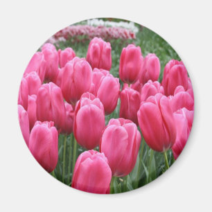 Pink Tulips Magnet