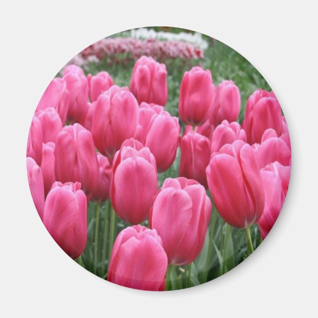 Pink Tulips Magnet (Front)