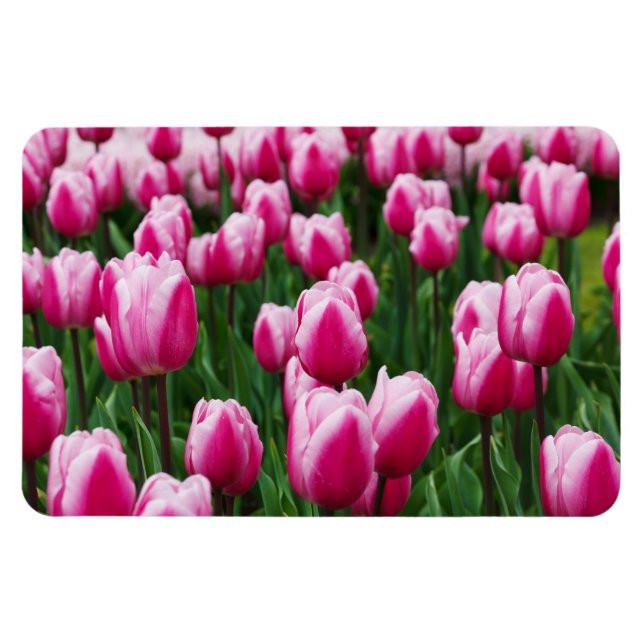 Pink Tulips Magnet (Horizontal)