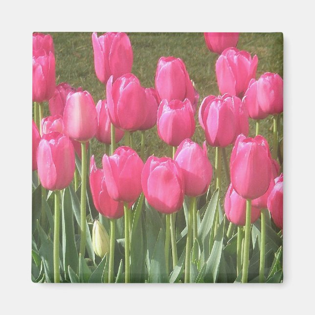 Pink Tulips Magnet (Front)