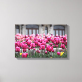 Pink Tulips - Montreal (Canvas) Canvas Print