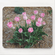 Pink Tulips