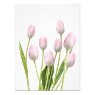 Pink Tulips Photo Print