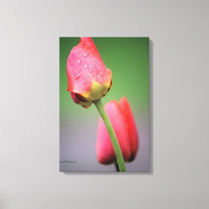 Pink Tulips Photograph Canvas Print
