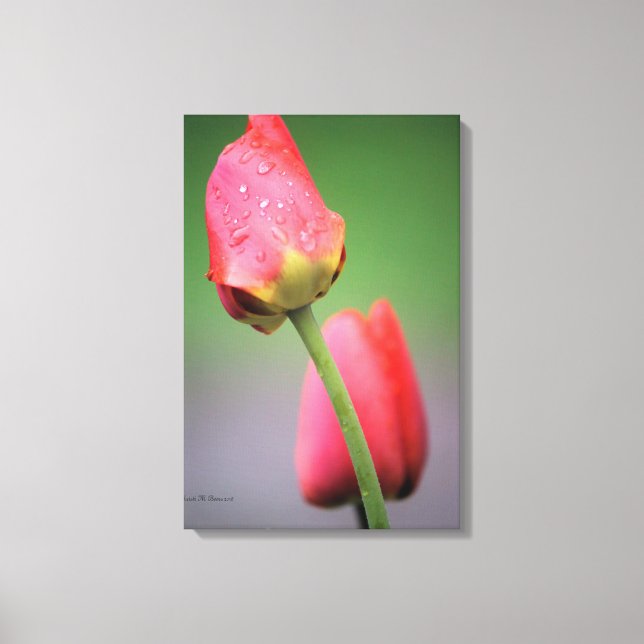 Pink Tulips Photograph Canvas Print (Front)