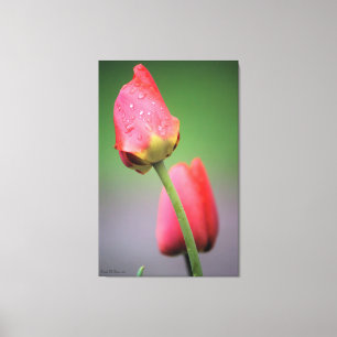Pink Tulips Photograph Canvas Print
