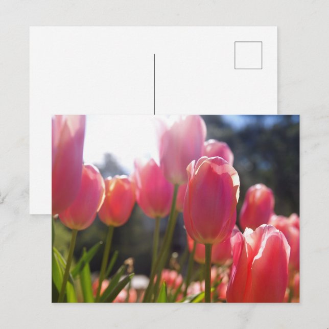 Pink tulips postcard (Front/Back)